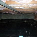 crawl space pest clean up after