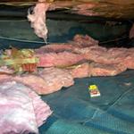 crawl space pest clean up before
